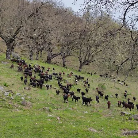 Casa Vacacional Con Piscina, Padel Y Bbq
