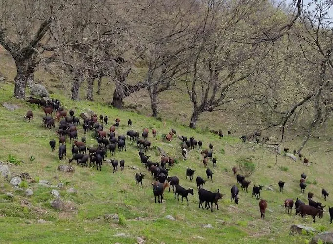 Casa Vacacional Con Piscina, Padel Y Bbq